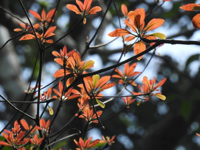 Terminalia bellirica image