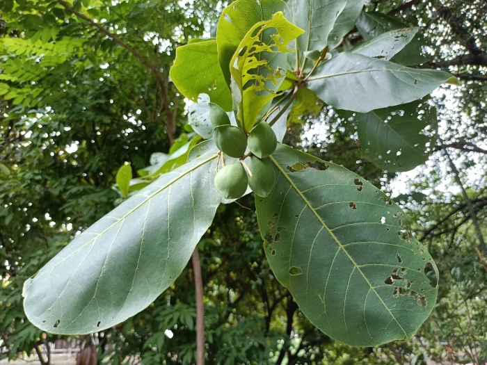 Terminalia catappa image