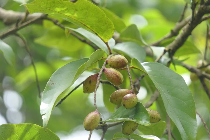 Terminalia chebula image