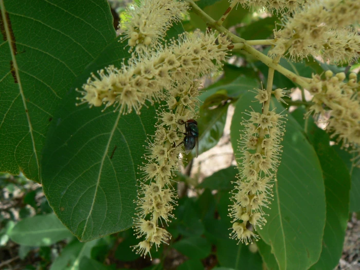 Terminalia elliptica image