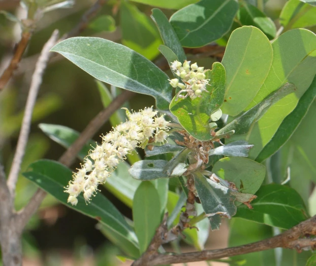 Terminalia sericea image