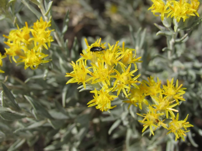 Tetradymia canescens image