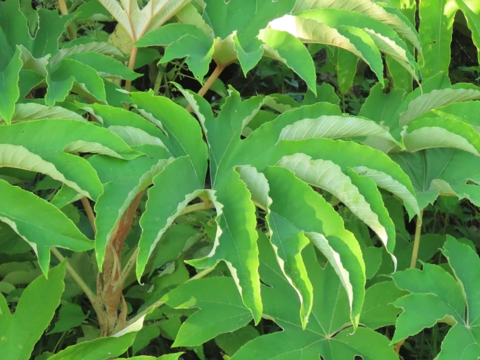 Tetrapanax papyrifer image
