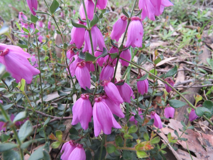 Tetratheca ciliata image