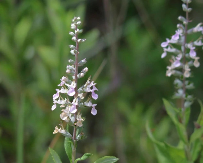 Teucrium canadense image