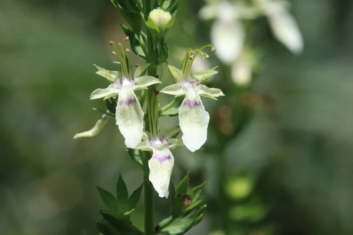 Teucrium cubense image