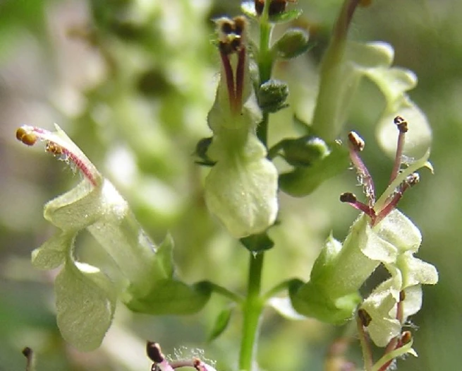 Teucrium scorodonia image