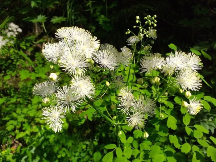 Thalictrum aquilegifolium image