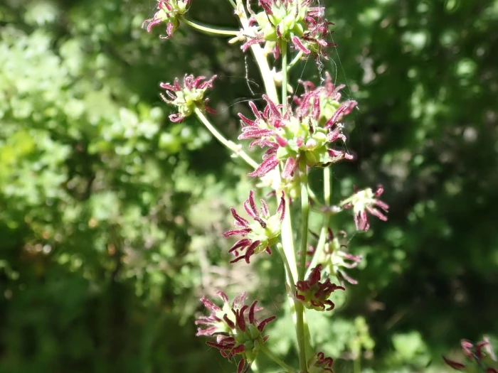 Thalictrum fendleri image