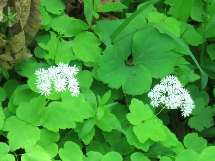 Thalictrum filamentosum image