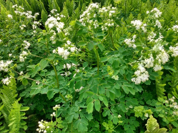 Thalictrum pubescens image