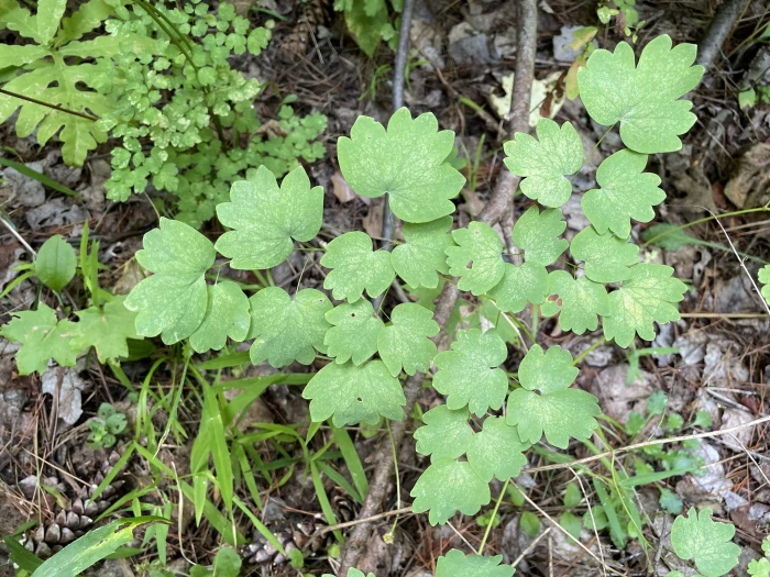 Thalictrum venulosum image