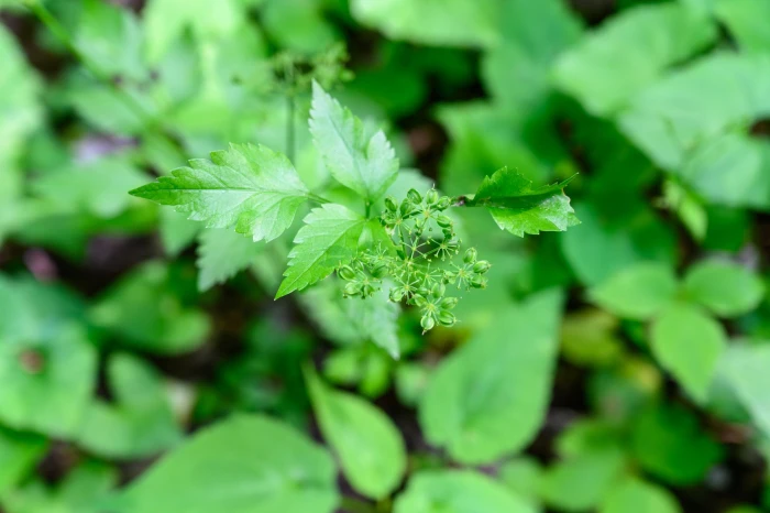 Thaspium barbinode image
