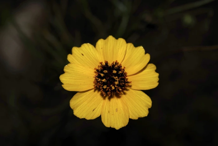 Thelesperma filifolium image