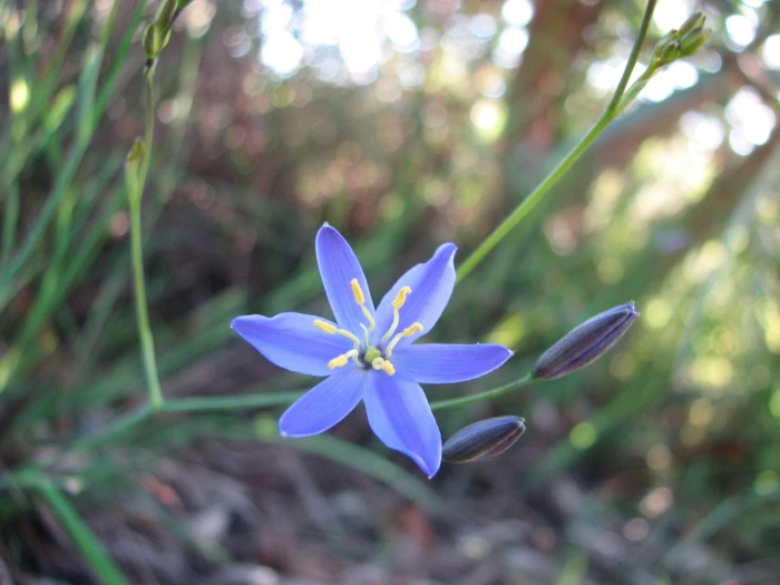Thelionema caespitosum image