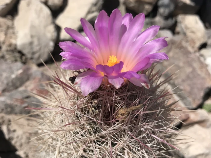 Thelocactus bicolor image