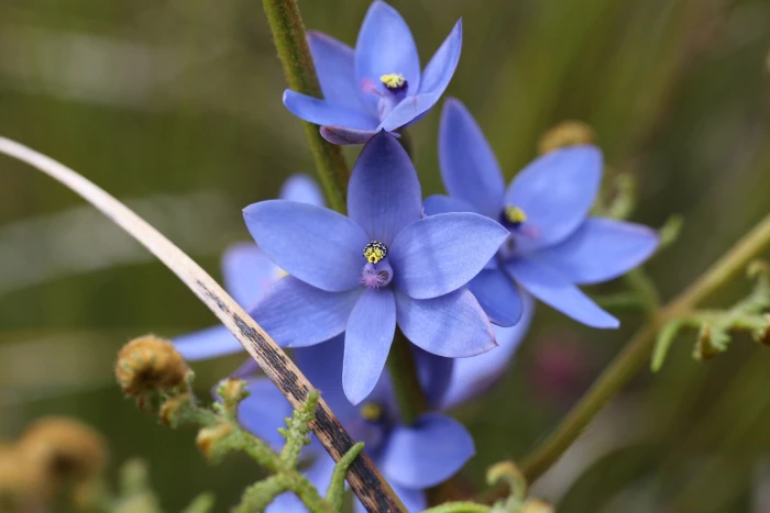 Thelymitra crinita image