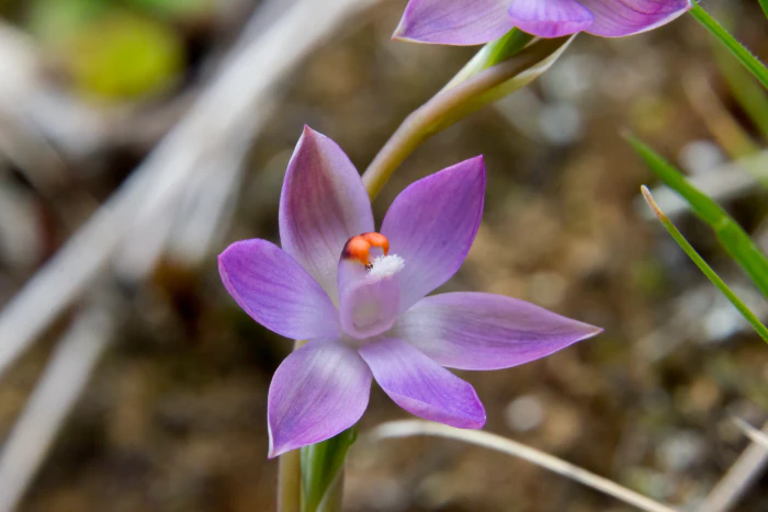 Thelymitra pauciflora image