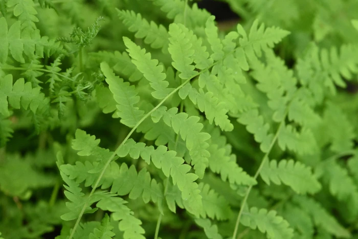 Thelypteris palustris image