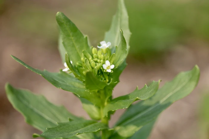 Thlaspi arvense image