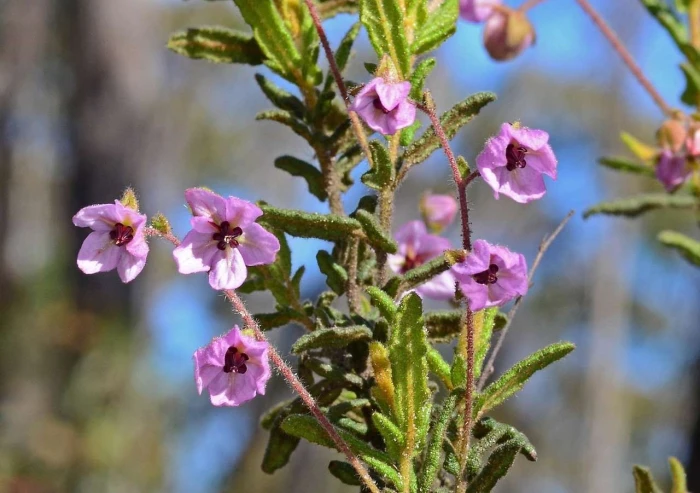 Thomasia petalocalyx image