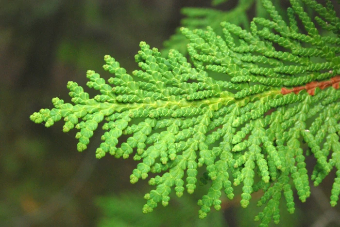 Thuja occidentalis image
