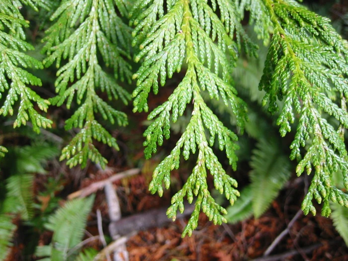 Thuja plicata image