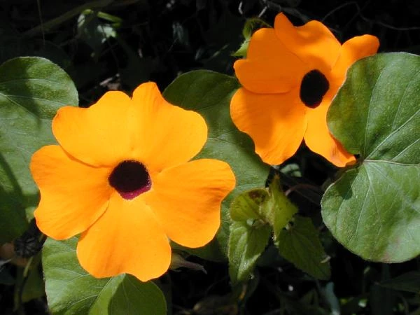 Thunbergia alata image