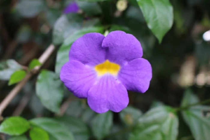 Thunbergia erecta image