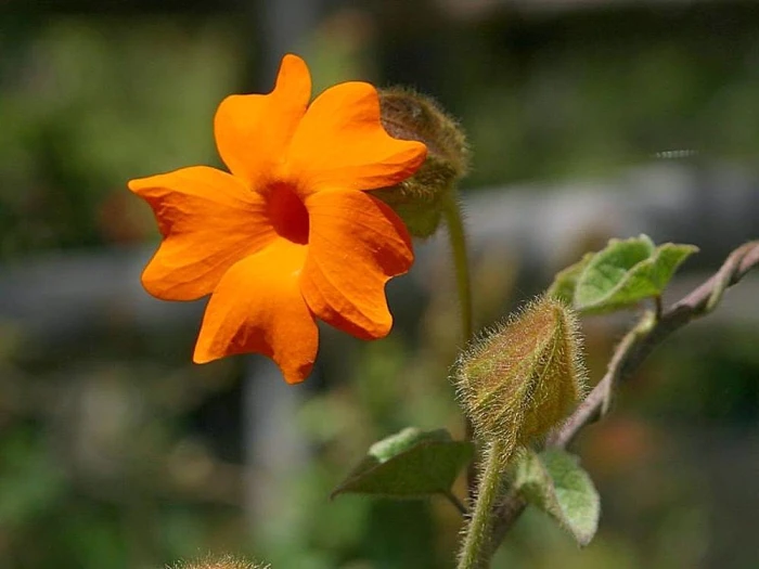 Thunbergia gregorii image