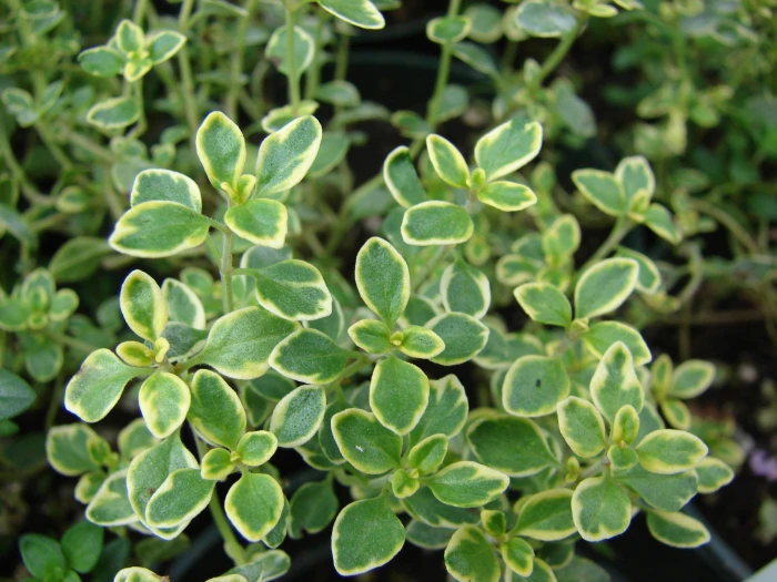 Thymus citriodorus image