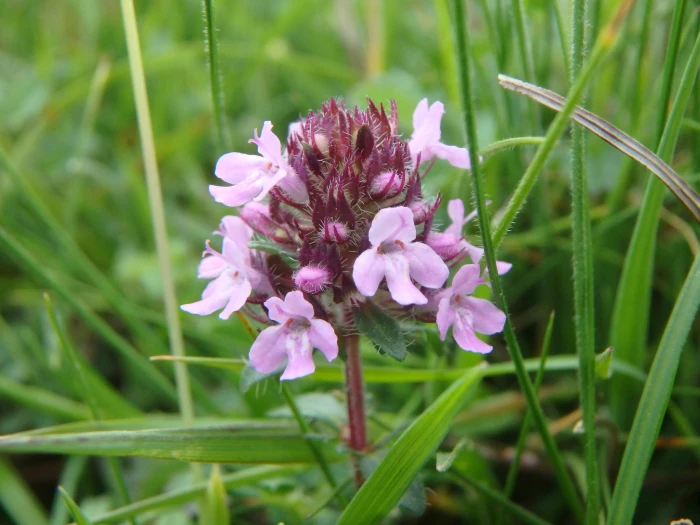 Thymus pulegioides image