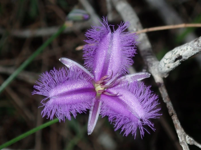 Thysanotus tuberosus image