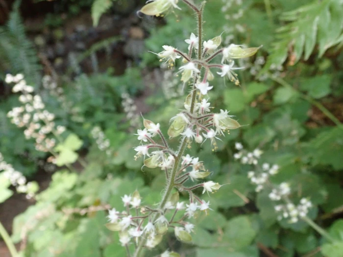 Tiarella trifoliata image