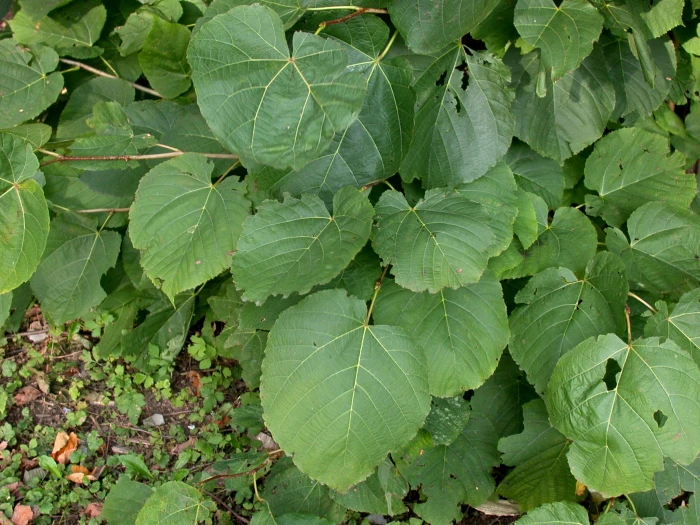 Tilia americana image