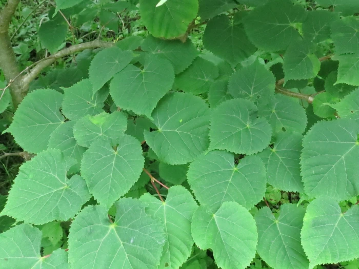 Tilia amurensis image