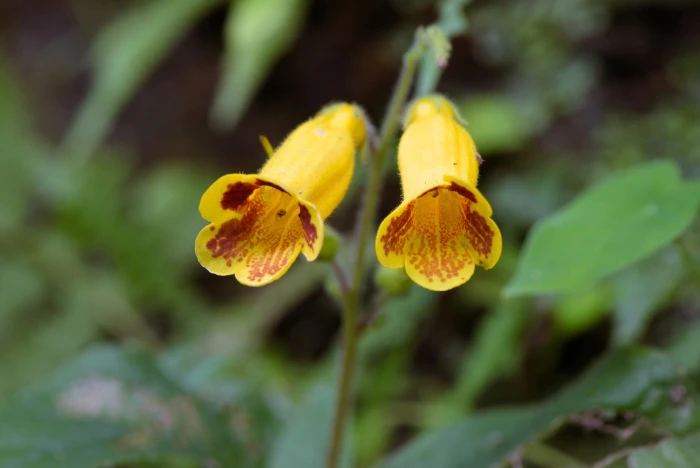 Titanotrichum oldhamii image