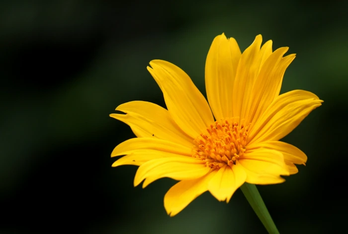 Tithonia diversifolia image