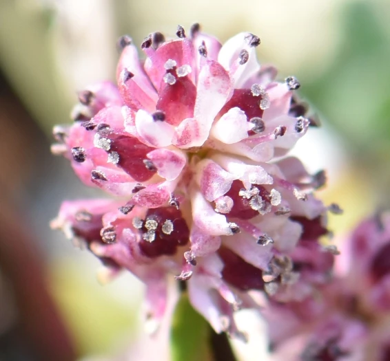 Tofieldia coccinea image