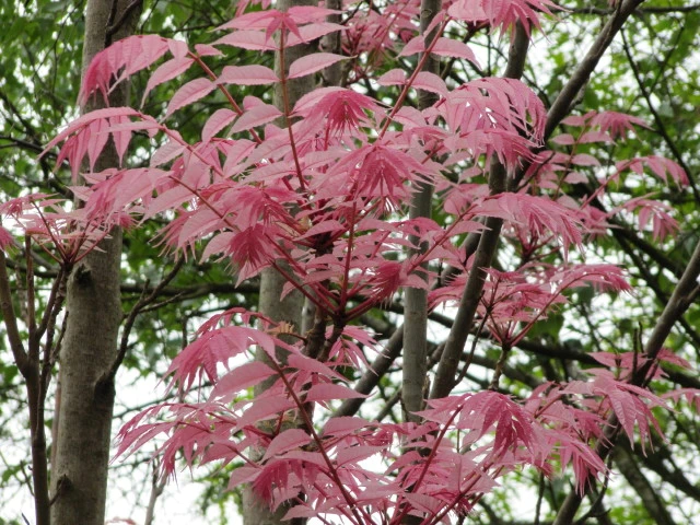 Toona sinensis image