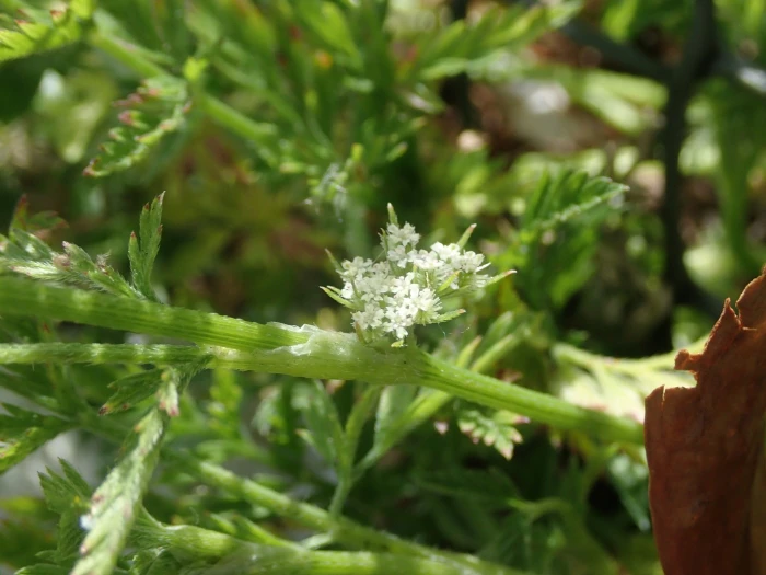 Torilis nodosa image