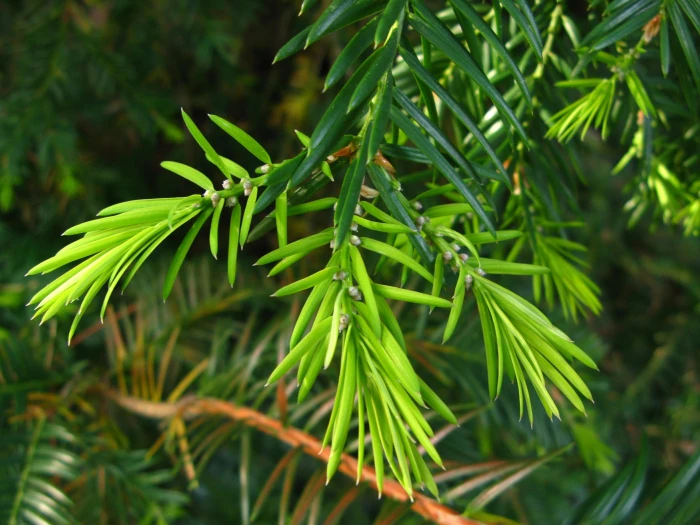Torreya californica image