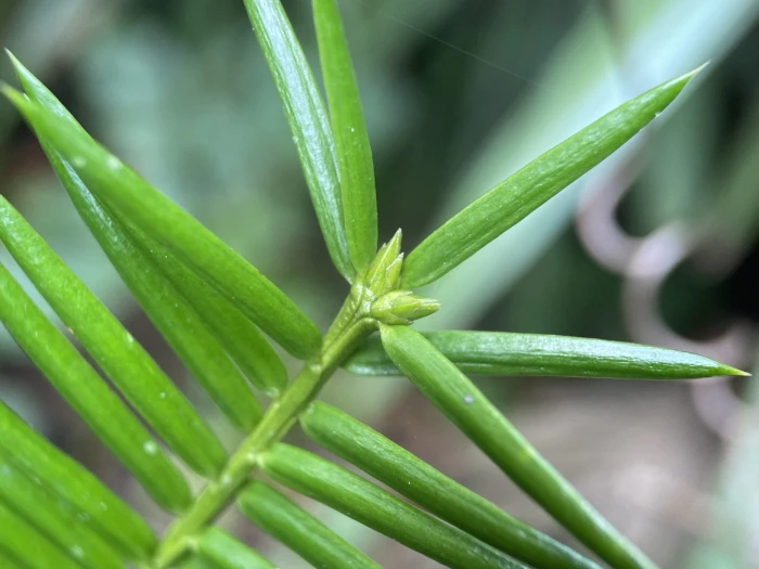 Torreya taxifolia image