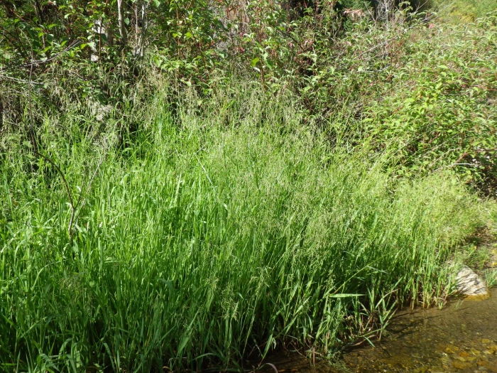 Torreyochloa pallida image
