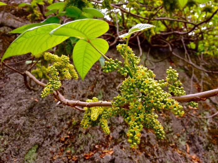 Toxicodendron radicans image