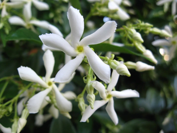 Trachelospermum jasminoides image