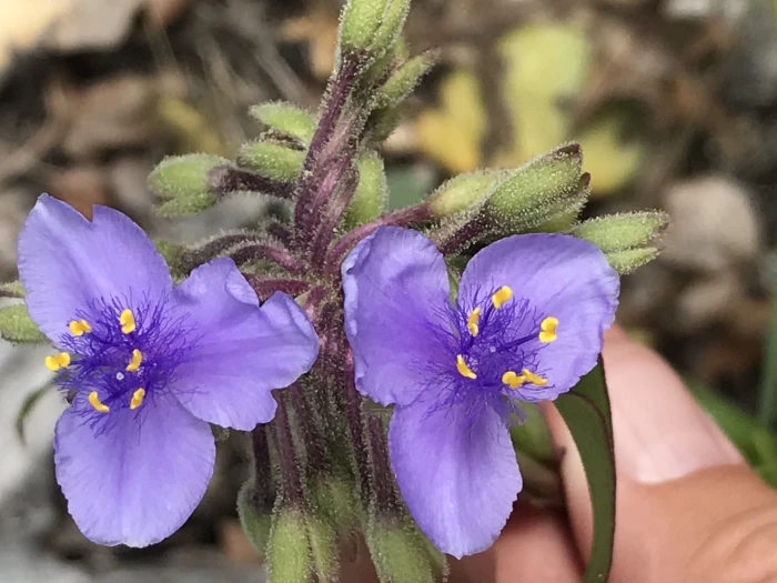 Tradescantia edwardsiana image