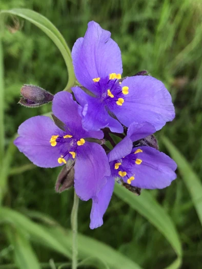 Tradescantia gigantea image
