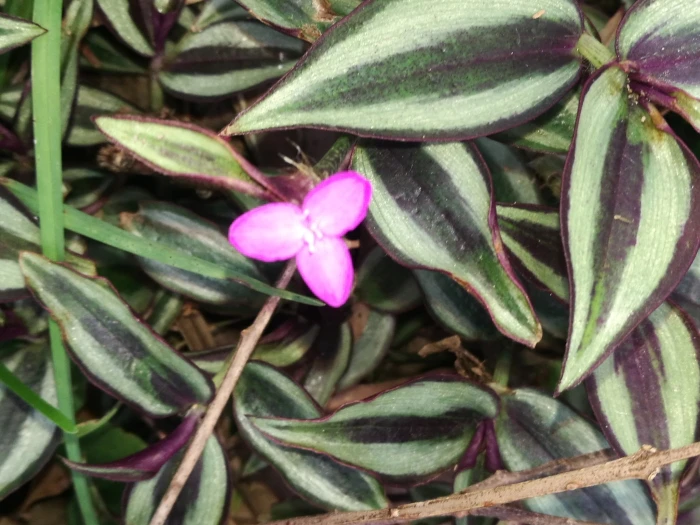 Tradescantia zebrina image