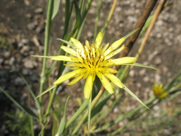 Tragopogon dubius image